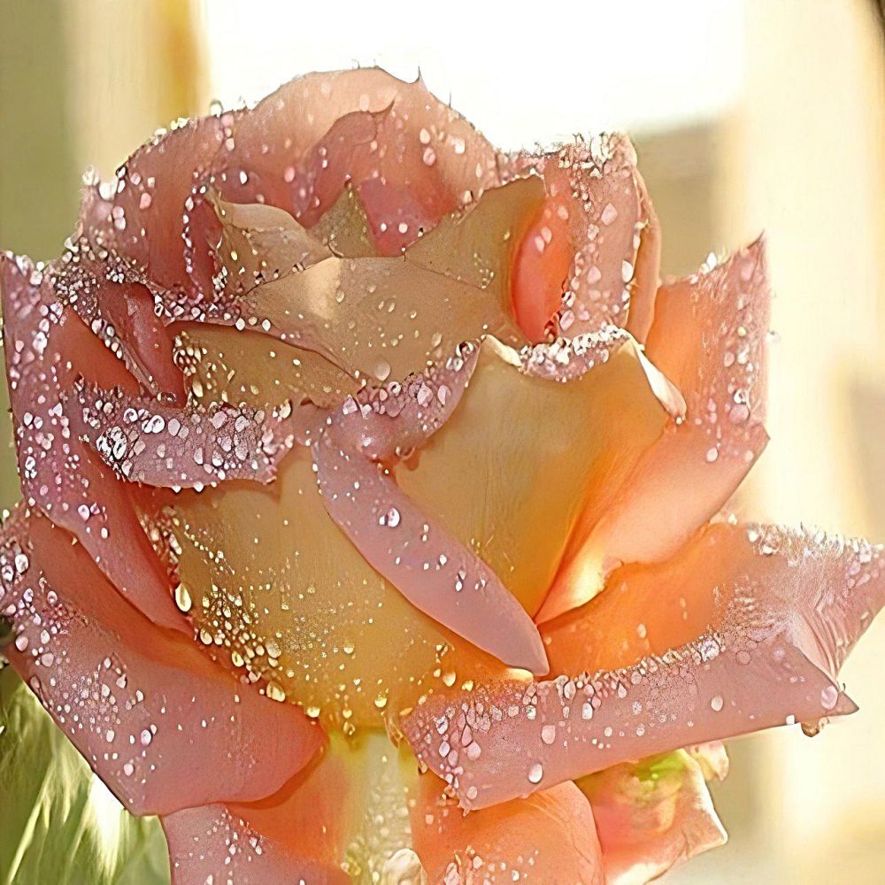 as-your-source-for-pro-sports-roses-5d-diy-kit-broderie-diamant-diamond-painting-vm4132-fashion_2.jpg