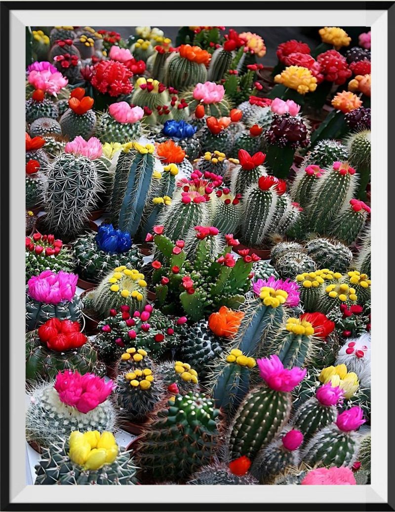 clearance-cactus-5d-diy-kit-broderie-diamant-diamond-painting-na10383-online-sale_0.jpg