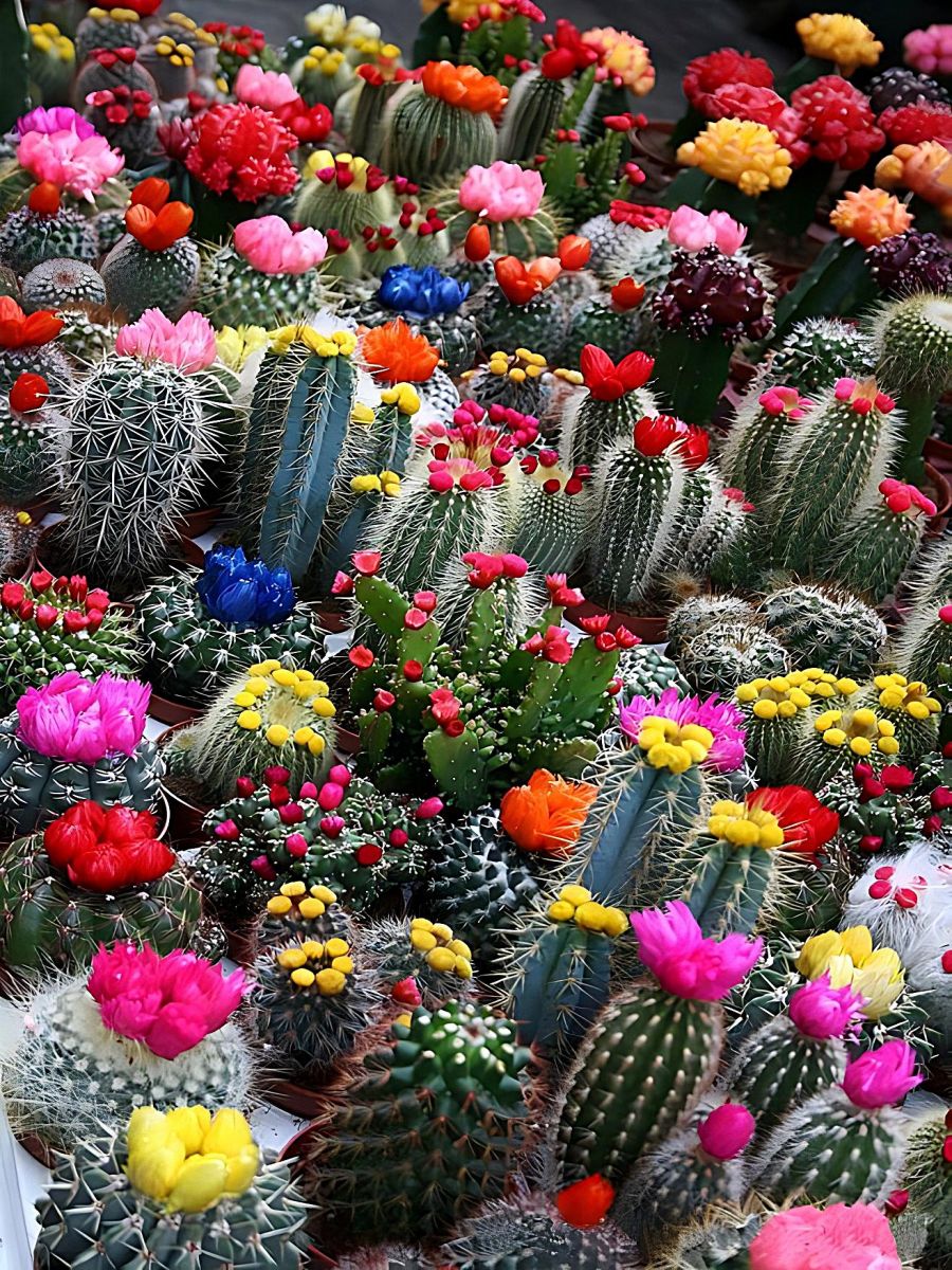 clearance-cactus-5d-diy-kit-broderie-diamant-diamond-painting-na10383-online-sale_3.jpg