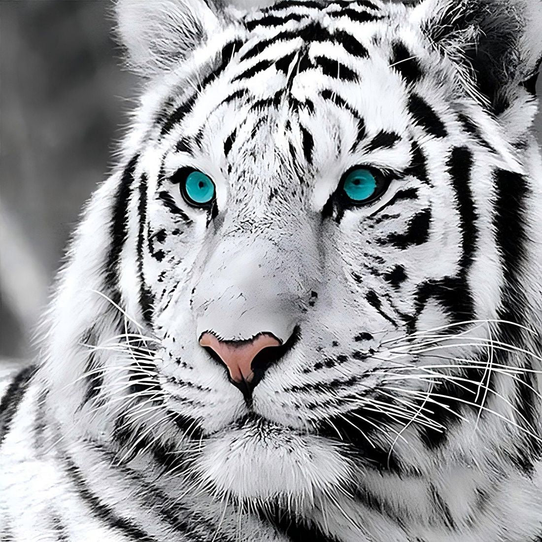 we-are-the-best-place-to-buy-tigre-kit-broderie-diamants-diamond-painting-qb6431-supply_4.jpg