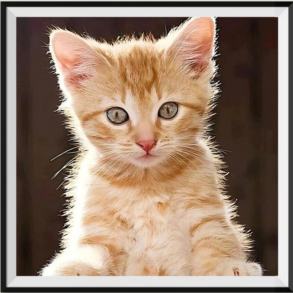 purchase-chat-5d-kit-broderie-diamants-diamond-painting-qb9999-online-now_0.jpg