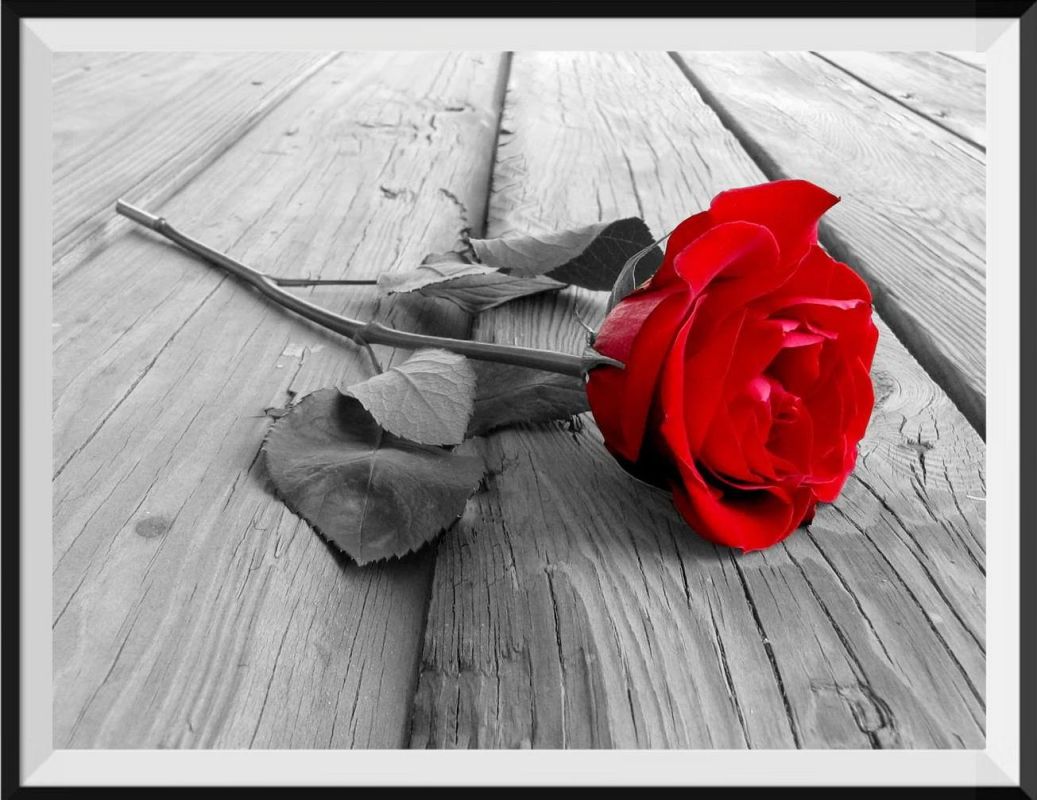 find-the-newest-roses-5d-diy-kits-broderie-diamant-diamond-painting-ds448901-hot-on-sale_0.jpg