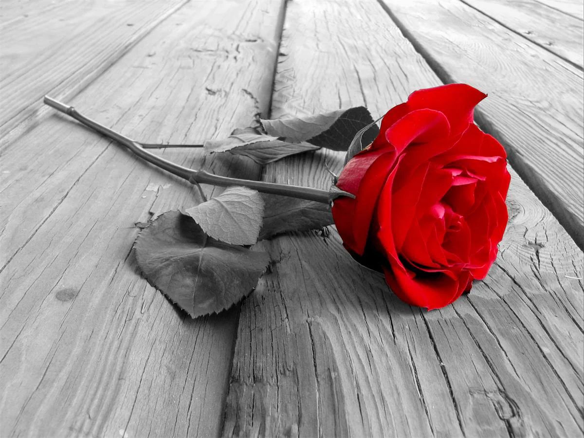 find-the-newest-roses-5d-diy-kits-broderie-diamant-diamond-painting-ds448901-hot-on-sale_3.jpg