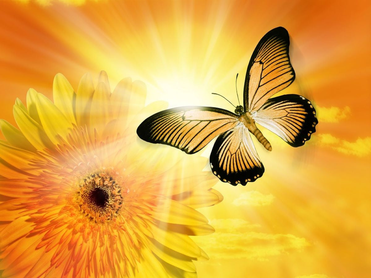 we-offer-a-huge-selection-of-cheap-papillon-5d-diy-kits-broderie-diamant-diamond-painting-ds25554673-discount_0.jpg