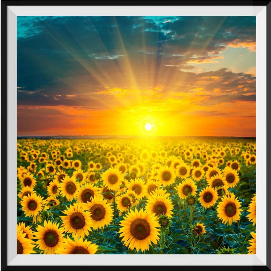 the-authentic-online-store-of-tournesol-5d-diy-kits-broderie-diamant-diamond-painting-ds101549985-fashion_0.jpg