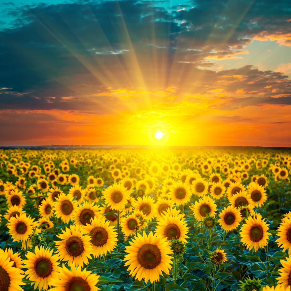 the-authentic-online-store-of-tournesol-5d-diy-kits-broderie-diamant-diamond-painting-ds101549985-fashion_3.jpg
