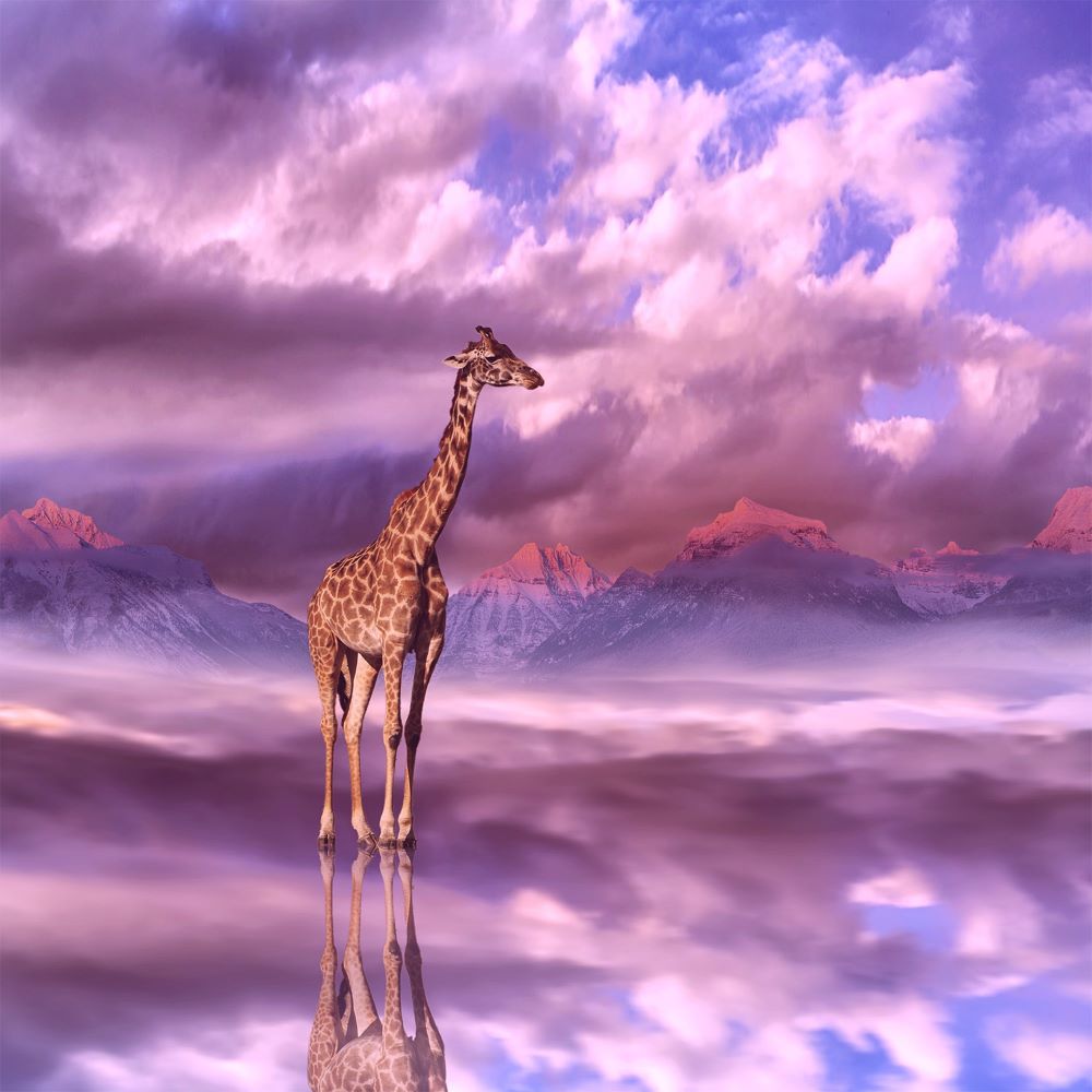 find-your-girafe-5d-diy-kits-broderie-diamant-diamond-painting-px4755025-fashion_0.jpg