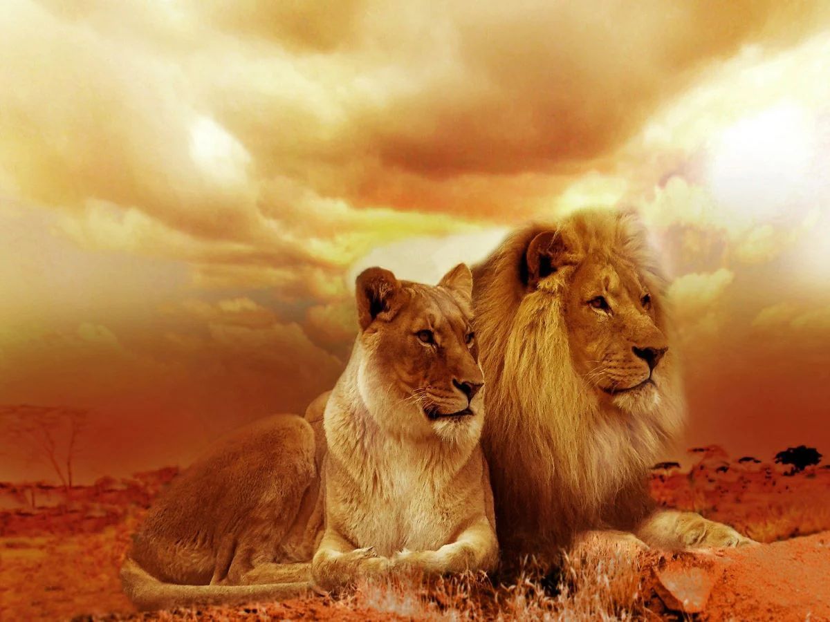 were-the-best-way-to-shop-for-lion-5d-diy-kits-broderie-diamant-diamond-painting-px577104-online_3.jpg