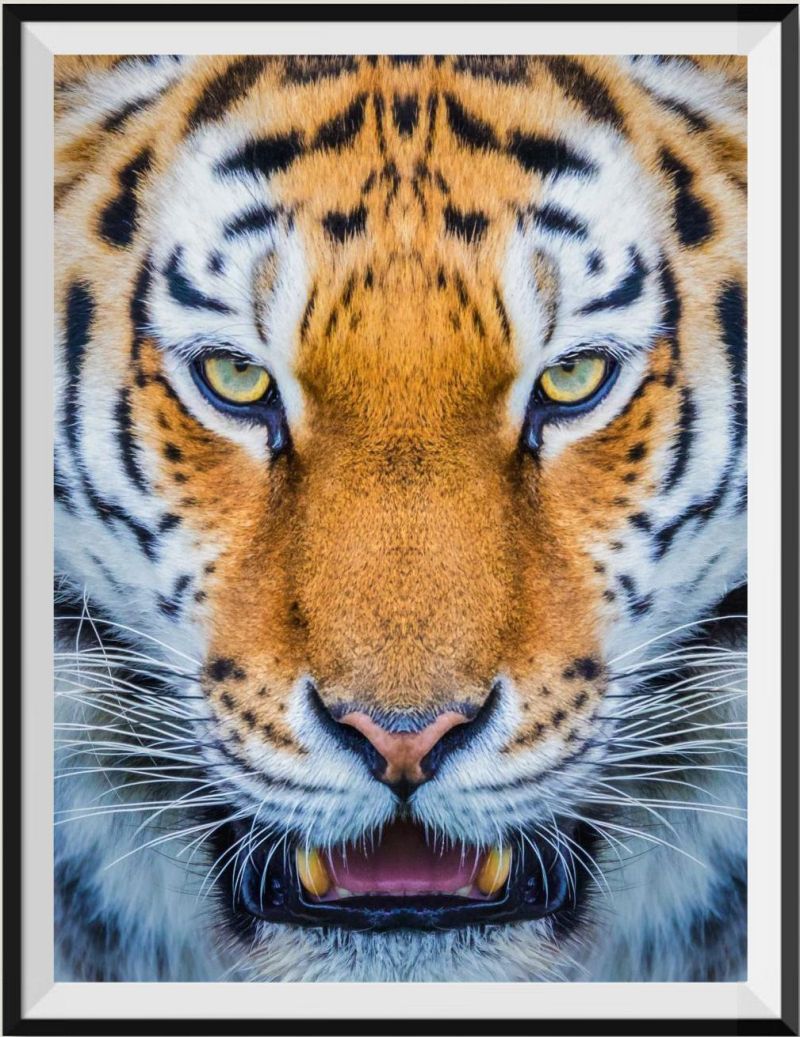 find-wholesale-tigre-5d-diy-kits-broderie-diamant-diamond-painting-ss639256837-sale_0.jpg