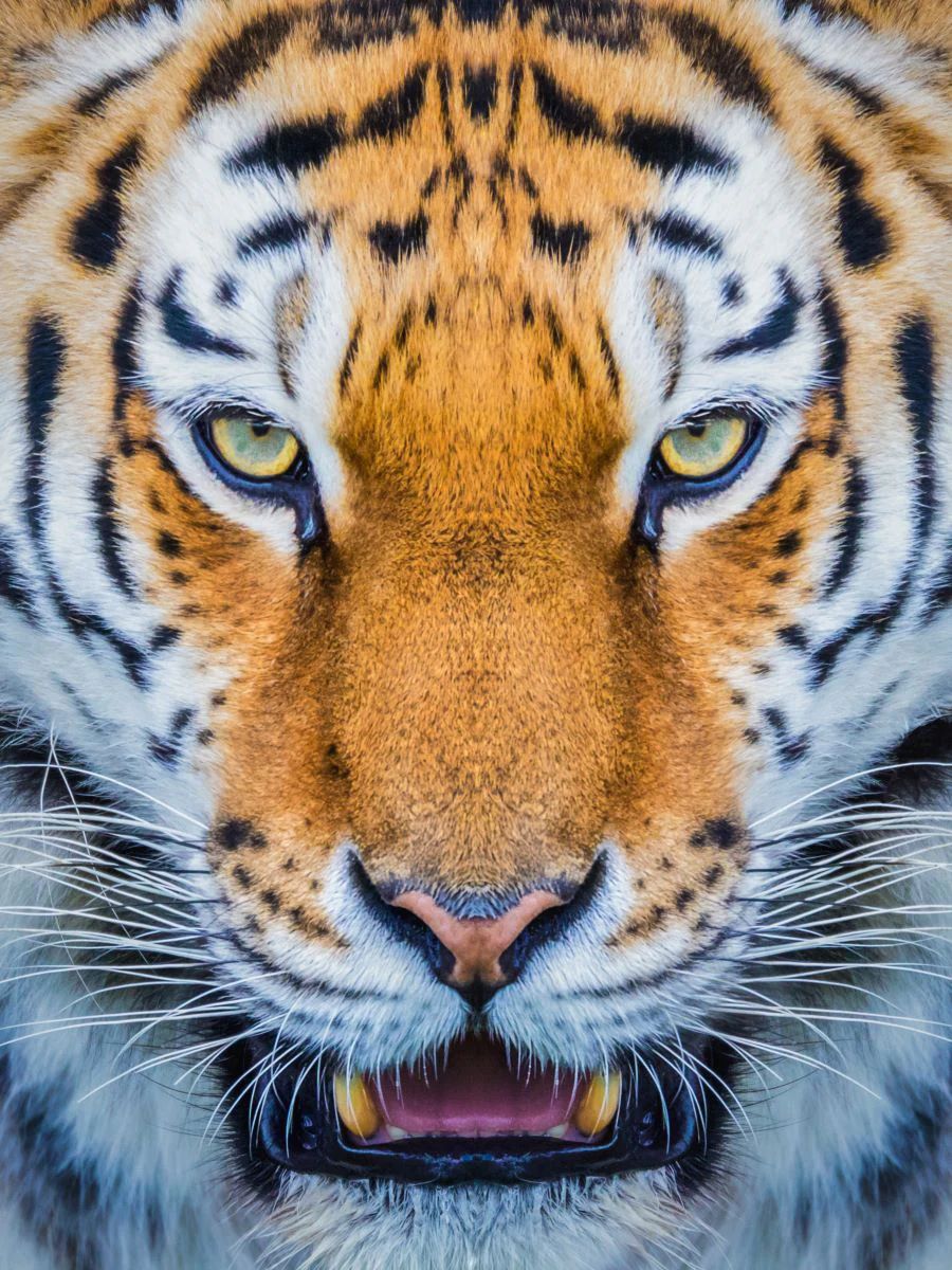 find-wholesale-tigre-5d-diy-kits-broderie-diamant-diamond-painting-ss639256837-sale_3.jpg