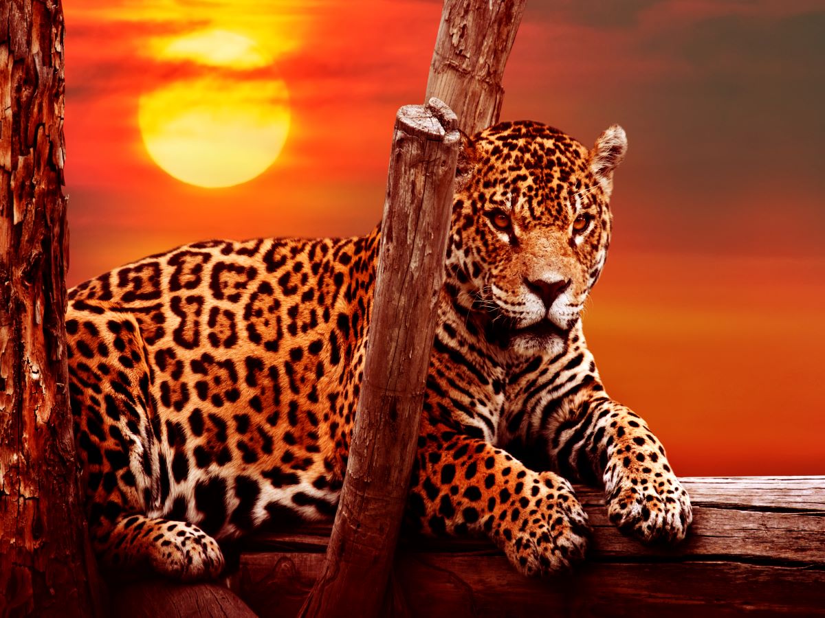 official-leopard-5d-diy-kits-broderie-diamant-diamond-painting-it513873440-sale_0.jpg